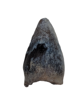 Champsosaurus Tooth, Hell Creek