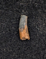 Mammal Tooth, Aguja Formation, Texas