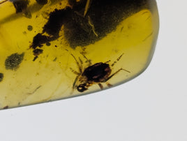 Amber with insects from Burma. Middle Cretaceous, 99 Million Years Old