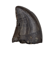 Juvenile Tyrannosaurus Rex Tooth