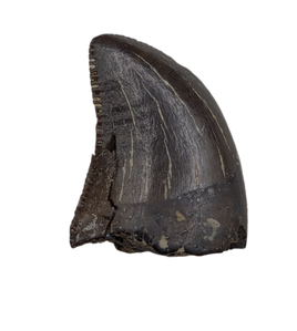 Juvenile Tyrannosaurus Rex Tooth