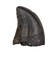 Juvenile Tyrannosaurus Rex Tooth