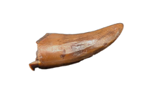 Raptor Tooth from the Hell Creek Formation
