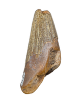 Pliosaur (Polyptychodon) Tooth. Early Cretaceous Period, England.