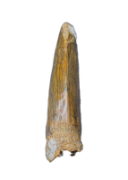 Deltadromeus(?) Tooth, Kem Kem, Morocco