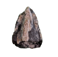 Maiasaura Tooth, Two Medicine Formation