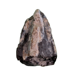 Maiasaura Tooth, Two Medicine Formation