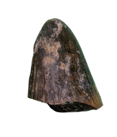 Deinosuchus (Crocodile) Tooth from Texas