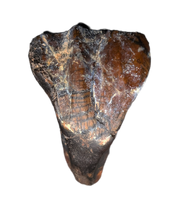 Large Rooted Ouranosaurus Tooth