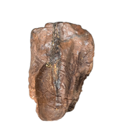 Triceratops Tooth