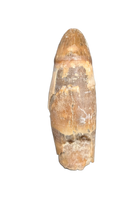 Rooted Mahajangasuchus Tooth