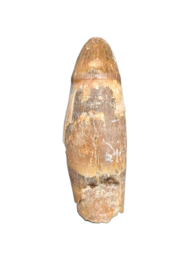 Rooted Mahajangasuchus Tooth