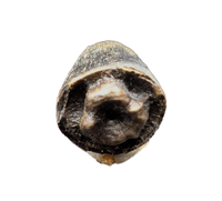 Deinosuchus (Crocodile) Tooth from Texas