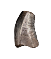 Nanotyrannus Tooth