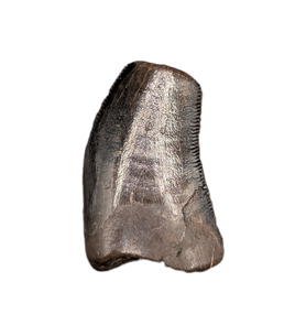 Nanotyrannus Tooth