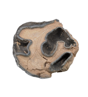 Teleoceros Tooth