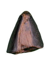 Tyrannosaur Tooth, Judith River Formation