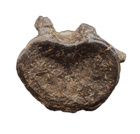 Stegosaur Cervical Vertebra, El Mers Formation