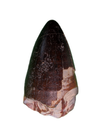 Sarcosuchus Tooth, Giant Crocodile, Niger
