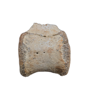 Edmontosaurus Tail Vertebra