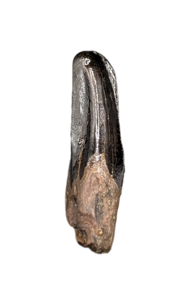 Nanotyrannus Pre Max Tooth