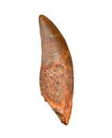 Unknown Rooted Theropod Tooth, Kem Kem, Morocco