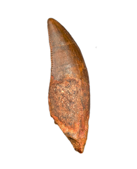 Unknown Rooted Theropod Tooth, Kem Kem, Morocco