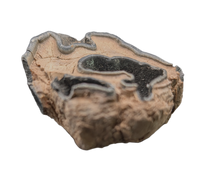 Teleoceros Tooth