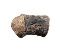 Crocodile Vertebrae, Bridger Formation, Wyoming