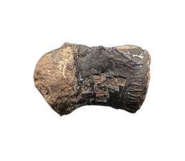 Crocodile Vertebrae, Bridger Formation, Wyoming