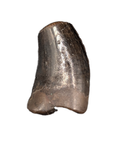 Nanotyrannus Tooth
