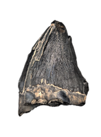 Archaic Whale Tooth (Agorophius?), 29-30 Million Years Old