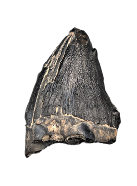 Archaic Whale Tooth (Agorophius?), 29-30 Million Years Old