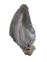 Theropod Tooth,  Morrison Formation