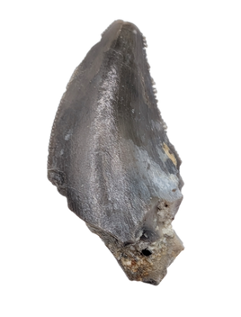 Theropod Tooth,  Morrison Formation