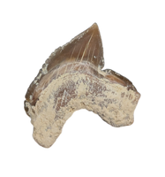 Squalicorax falcatus Tooth, From the Kansas Chalk