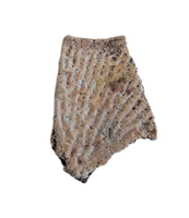 Metoposaur Clavicle Section, Chinle Formation