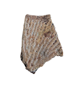Metoposaur Clavicle Section, Chinle Formation