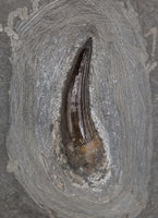 Plesiosaurus sp. Tooth. Early Jurassic Period, England.