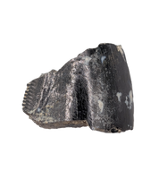 Partial Allosaurus Tooth,  Morrison Formation