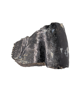Partial Allosaurus Tooth,  Morrison Formation