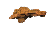 Spinosaurus Tail Vertebra