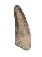 Suchomimus/Cristatusaurus Tooth with Visible Serrations