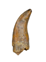 Noasaurid Pre Maxilla Tooth, Kem Kem