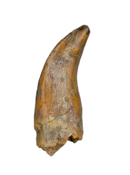 Noasaurid Pre Maxilla Tooth, Kem Kem