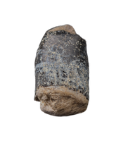Titanosaur? Tooth from the Mid Jurassic, Madagascar