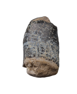 Titanosaur? Tooth from the Mid Jurassic, Madagascar
