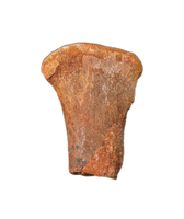 Spinosaurus Metatarsal