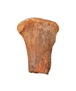 Spinosaurus Metatarsal