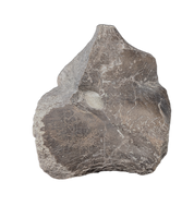 Hypacrosaurus Coracoid